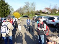 11 Cerisiers en fleurs dans l&#39;Ortenau Mösbach 10 04 2016 04